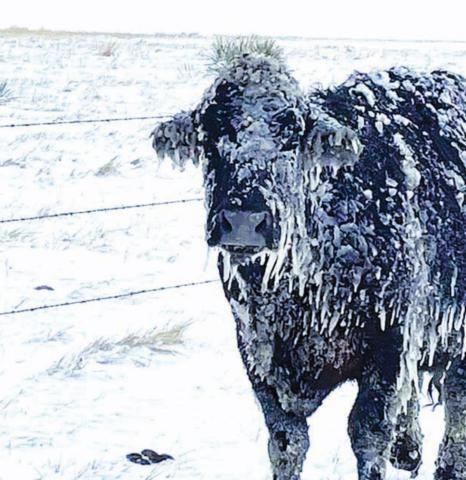 A black angus cow stands caked in snow and ice at the Scott Walters ranch north of Glad Valley following last week’s blizzard. Some area livestock producers suffered significant losses from the storm. Photo courtesy of Scott Walters