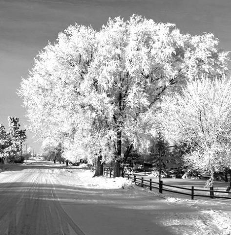 Relatively mild temperatures for December and January are about to give way to some colder and snowier days in the next few weeks. Nightly fog and heavy frost have blanketed the region in the past two weeks with meteorologists predicting sub-zero temperatures and the chance for much more snow by the end of January. The frost in the trees like this one in Isabel creates the effect the scene is a painting.