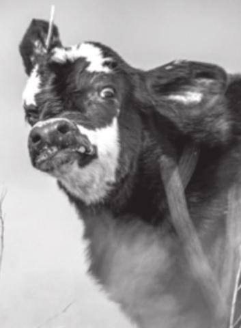 Stray Thoughts: Baby Cow Therapy