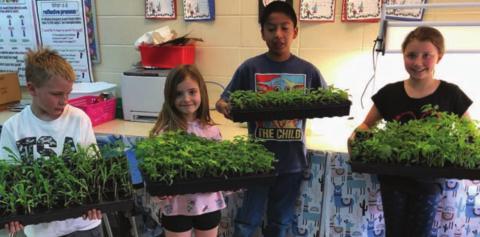 Second graders started daisies, peppers and tomatoes for the Healing Hands Garden in their classroom. L-R are Maddoc Boysen, Lily Handeland, J’Den Grey Eagle, and Brinley Mowrer.