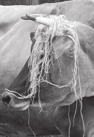Instead of a photo of herself, a committed “no picture of me” person, Emily Gill provided a photo of Stella, a milk cow who gives her some quiet time away from the daily hubbub at the ranch. Emily says, “She’s photogenic sporting my hate of net wrap.”