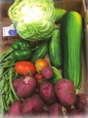 Vegetables are being harvested