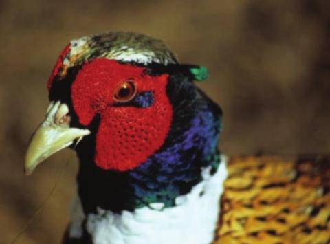 Outlook for pheasant season looks promising