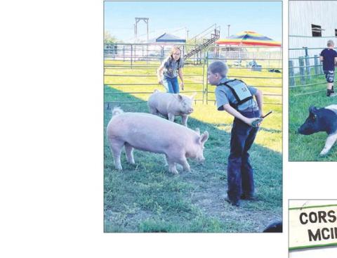 Bricelyn Pederson and Gracen Gill took home some purple and blue ratings in the swine division at the Corson County Fair.