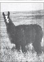 Leo the llama