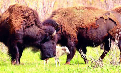 A white buffalo calf, named Wakan Gli, meaning Sacred Return or Comes Holy, was born in Yellowstone National Park on June 4. Chief Arvol Looking Horse likened the birth to the second coming of Jesus Christ. Photo by Jordan Creech/Yellowstone National Park