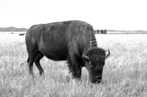 Through a new pilot project with the USDA, the CRST Buffalo Authority Corp. has been awarded two six month contracts to provide bison meat from its roughly 2,000 head herd to the Rosebud and Sisseton-Wahpeton reservations on a monthly basis. Photo by Jon Flatland