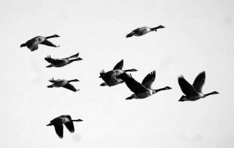 Large numbers of Canadian geese have been passing through the area on their return to Canada, perhaps fooled by the unseasonably warm weather conditions of the past two weeks. All that could end this weekend with the National Weather Forecast putting the region in the middle of a massive winter storm that could extend multiple days.