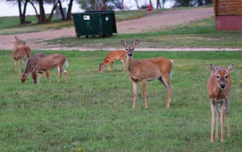 The deer population in Isabel has grown to the point that town officials believe the animals are becoming a public safety hazard. These white-tailed deer were spotted in town in the middle of the afternoon and were part of a group of nearly 30 animals. Photo by Jon Flatland