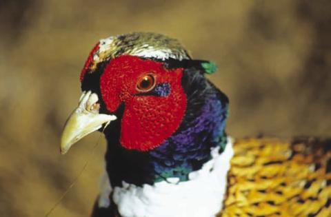 According to a state Game, Fish &amp; Parks forecast, a mild winter and favorable spring weather were great for the region’s pheasant population. Topic Photo