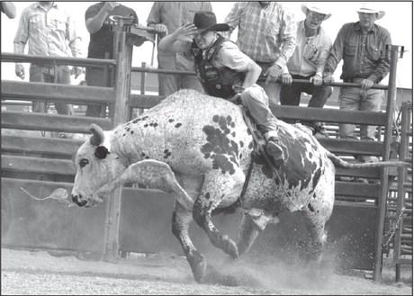 Former professional bull rider Kritter Lamb of White Horse was coaxed out of retirement at the Thunder on the Rock bull riding event held Saturday, Sept. 9, at Grand River Casino &amp; Resort. Riding a bull for the first time in six years, he started out well but things got ugly fast and Lamb ended up helicopter spinning on the bulls back before being thrown to the dirt. Photo by Jon Flatland