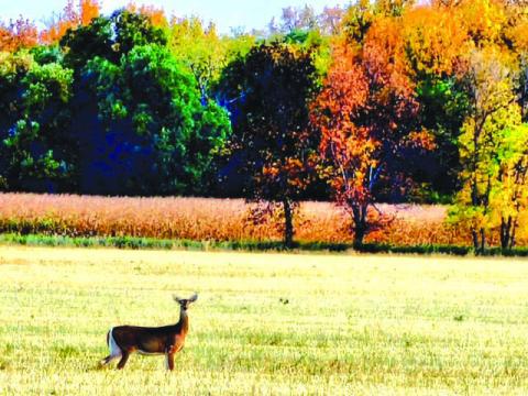 Autumn is in the air in and around Dewey County, providing a pallet of fall colors as the background to everyday life in rural South Dakota. This whitetail doe stopped to pose in front of brilliant foliage near McIntosh. Photo by Jon Flatland
