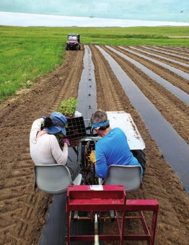 Cathy Weber and her mother-in-law, Johny Weber of Timber Lake, individually hand-planted the 3000 hemp seedlings which were started in a greenhouse.