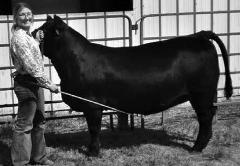 Allie Kohn showed the Champion Jackpot Feeder Steer.