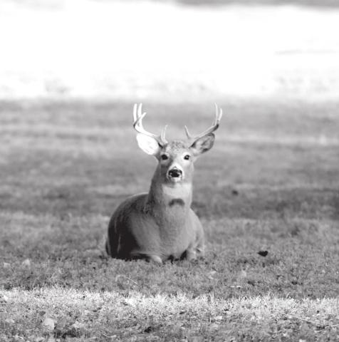 A white-tailed buck