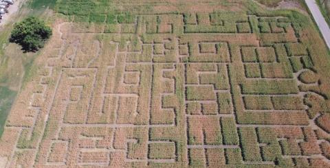 The Bridge City Corn Maze at Mobridge has an ornate arrangement of passagways.