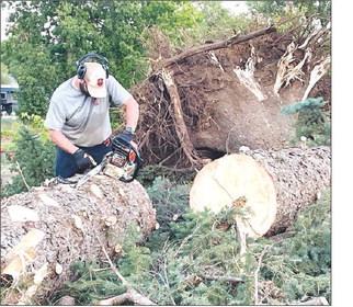 Tree be gone