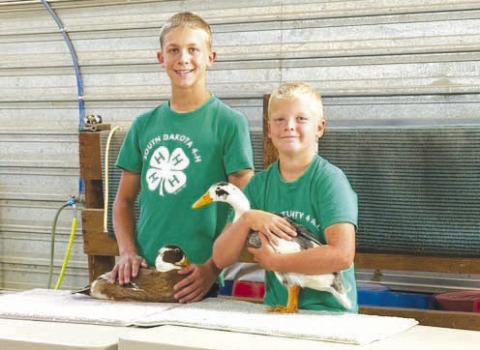 Isaac and Eli Zeug showed poultry at the 2025 Achievement Day.