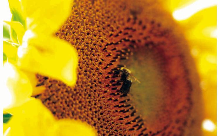 Busy Bee This bumble bee stops by a sunflower field near Timber Lake. The large outer petals of the sunflower attract several species of bees and the center houses hundreds of thousands of tiny individual florets that contain nectar and pollen, a major food source for adult bees and their young. Photo by Jon Flatland