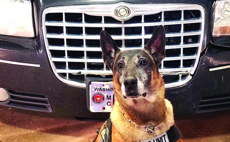 Taz, longtime Corson County Sheriff ’s Office K-9 officer, was put to rest over the weekend. In his nearly 11 year career in Corson County, he became one of the most prolific K-9 units in the state.