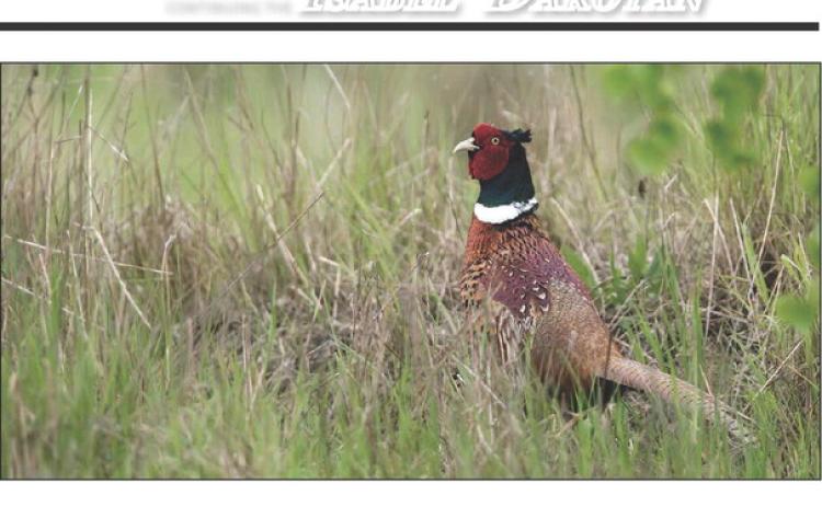 Ideal weather conditions this spring and summer have set the stage for another successful pheasant hunting season across the region. Last year South Dakota had its best pheasant harvest in five seasons. Resident only season is Oct. 14-16 with the traditional pheasant hunting season getting underway Oct. 21. Topic File Photo