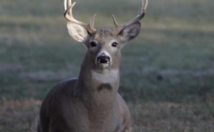 A white-tail buck rests in an alley in Isabel. Photo by Jon Flatland