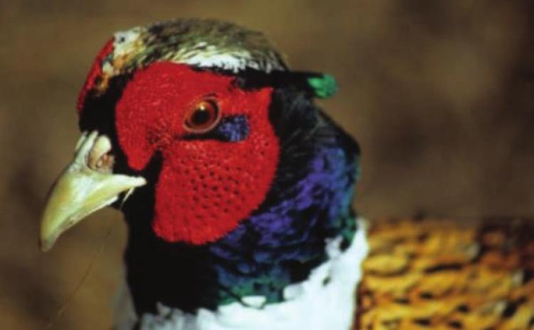 Outlook for pheasant season looks promising
