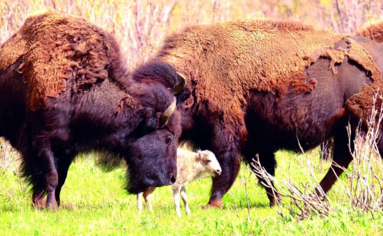 A white buffalo calf, named Wakan Gli, meaning Sacred Return or Comes Holy, was born in Yellowstone National Park on June 4. Chief Arvol Looking Horse likened the birth to the second coming of Jesus Christ. Photo by Jordan Creech/Yellowstone National Park