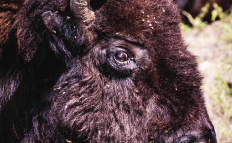 Farm to School program on the table for Timber Lake