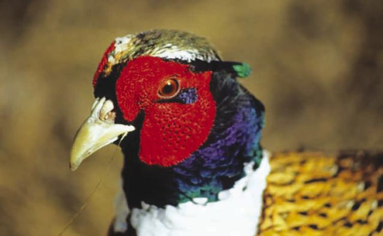 According to a state Game, Fish &amp; Parks forecast, a mild winter and favorable spring weather were great for the region’s pheasant population. Topic Photo