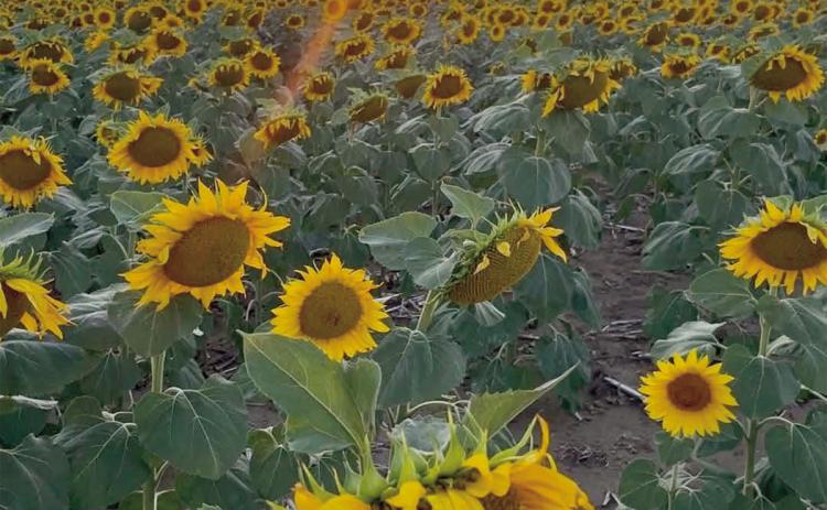The sun setting behind a field of sunflowers growing along Highway 20 between Timber Lake and Isabel creates a colorful landscape. Photo courtesy of Lavon Booth