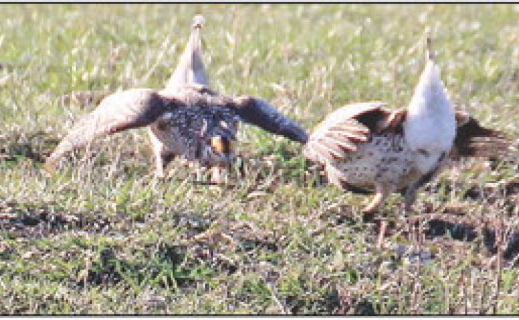 A pair of grouse perform a mating dance this spring near Lake Isabel. According to the South Dakota Game, Fish &amp; Parks, nearly 99,000 grouse were harvested in the state in 2024. Photo by Jon Flatland