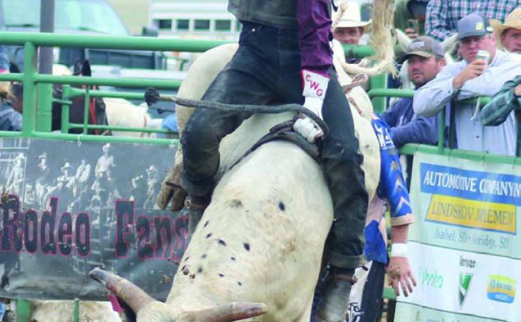 Timber Lake’s Chazz Gabe battles a bull at the Isabel Rodeo on Saturday, August 2, but was eventually bucked off. Gabe is currently fifth in the Northwest Ranch Cowboy Association (NRCA) bull riding standings. Photo by Jon Flatland